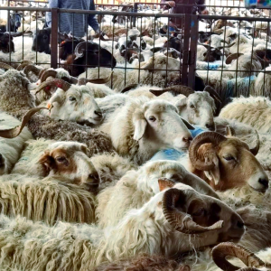 甘肃羊多多贸易有限公司古浪活羊销售突破2亿元 赋能县域羊产业高质量发展 ...