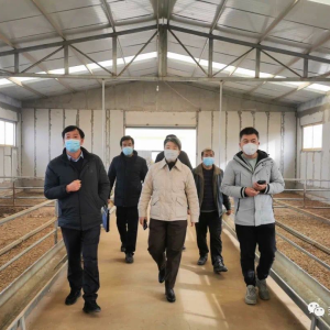 数字赋能羊产业 智慧溯源促振兴 —— 马秀兰调研羊养殖及溯源信息化建设工作 ...